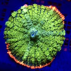 WYSIWYG Frankenstein Bounce Mushroom T7