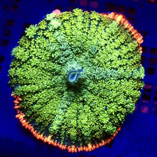 WYSIWYG Frankenstein Bounce Mushroom T7