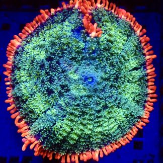 WYSIWYG Frankenstein Bounce Mushroom T8