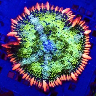 WYSIWYG Frankenstein Bounce Mushroom T9