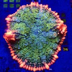 WYSIWYG Frankenstein Bounce Mushroom T12
