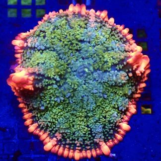 WYSIWYG Frankenstein Bounce Mushroom T12