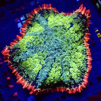 WYSIWYG Frankenstein Bounce Mushroom T13