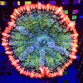 WYSIWYG Frankenstein Bounce Mushroom T14