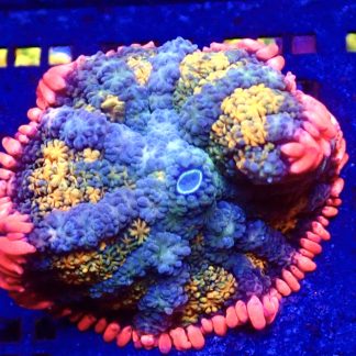 WYSIWYG Frankenstein Bounce Mushroom T15