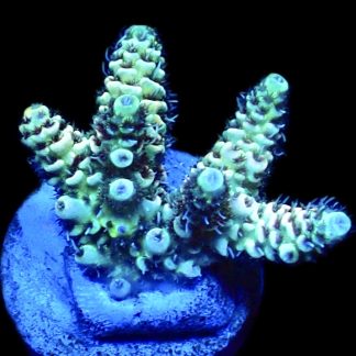 WYSIWYG 8H Acropora Millepora Frag
