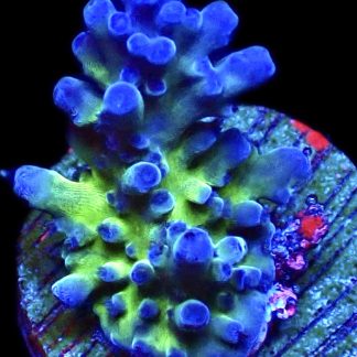 WYSIWYG 9H Electric Miyagi Tort Acropora Frag