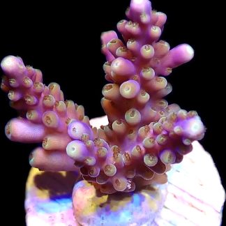 WYSIWYG 16G Magic Magenta Acropora Frag
