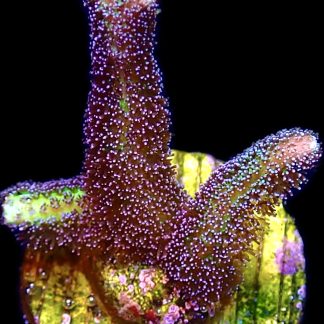 WYSIWYG 19J Bird Of Paradise Seriatopora