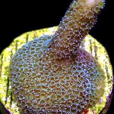 WYSIWYG 15C Lemon/Lime Montipora Digitata