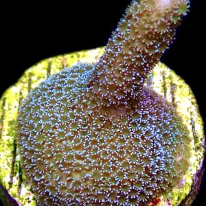 WYSIWYG 15C Lemon/Lime Montipora Digitata