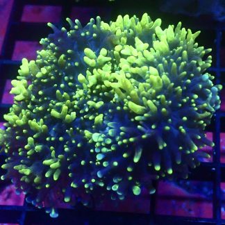 WYSIWYG Large Neon Green / Purple  Bonkers Mushroom A2