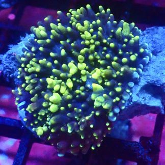 WYSIWYG Neon Green / Purple  Bonkers Mushroom A3