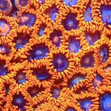Fire And Ice Zoanthid Frag Ultra Colour Frag ( 10+Polyps )
