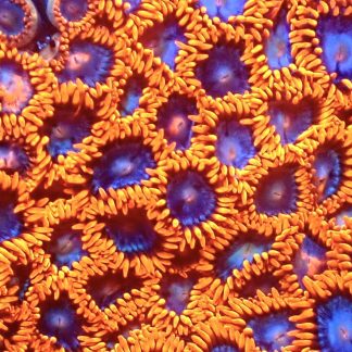 Fire And Ice Zoanthid Frag Ultra Colour Frag ( 12+Polyps )