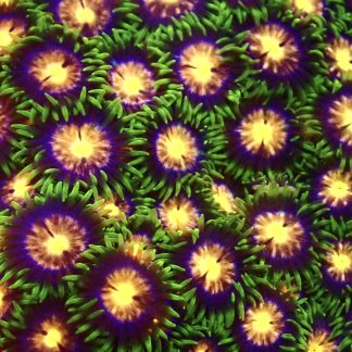Fields Of Gold Zoanthid Frag ( 12+Polyps )