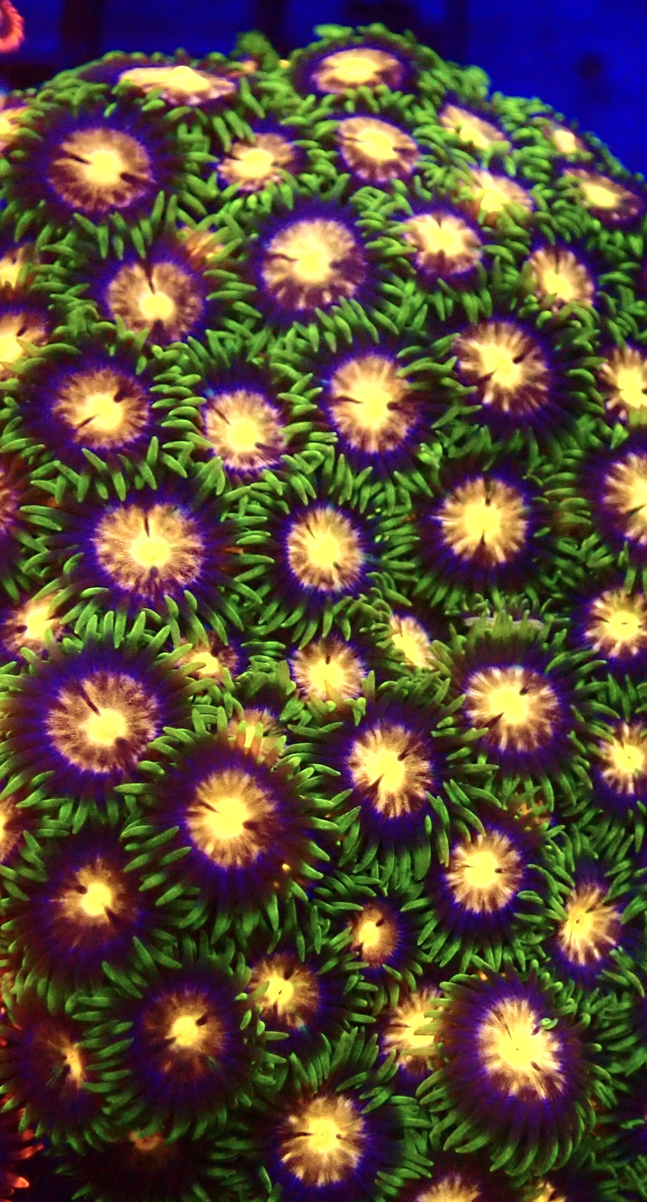 Fields Of Gold Zoanthid Frag ( 12+Polyps )