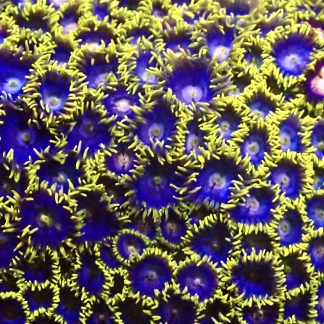 Blue Banana Zoanthid Frag ( 12+Polyps )