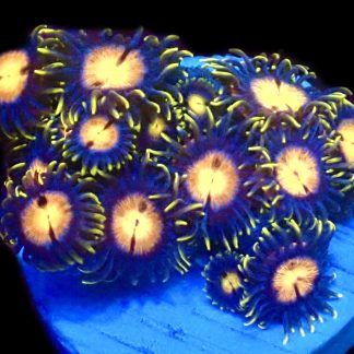 M.O.C. Sapphire Flare Zoanthid (12+ Polyps )