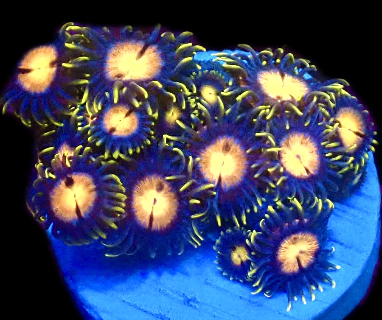 M.O.C. Sapphire Flare Zoanthid (12+ Polyps )
