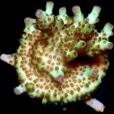 WYSIWYG 9F Rainbow Acropora Granulosa Frag Large