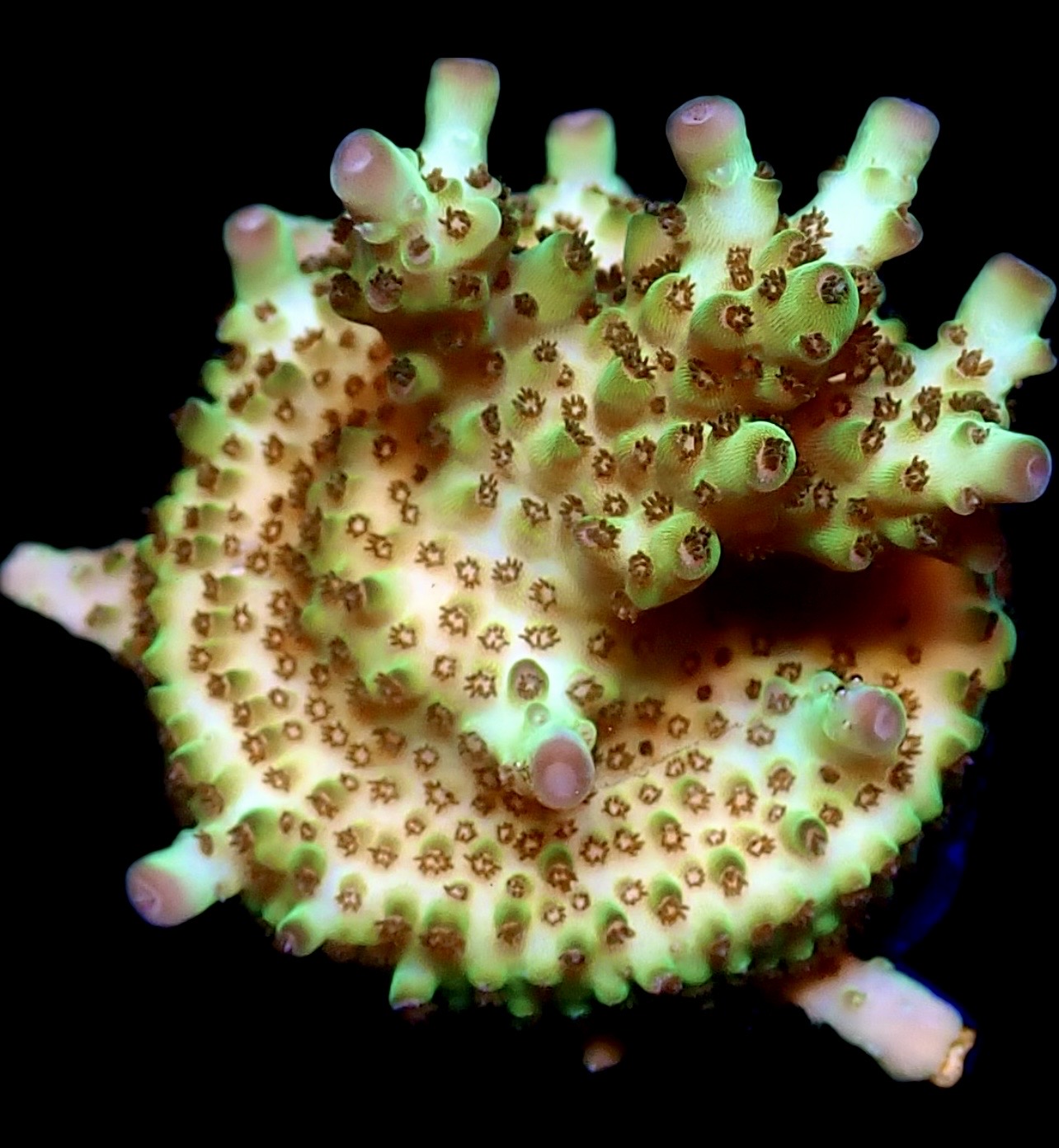 WYSIWYG 9F Rainbow Acropora Granulosa Frag Large