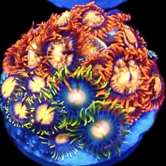 WYSIWYG Zoanthid Frag C43