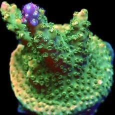 WYSIWYG 16F Krakatoa Acropora Frag