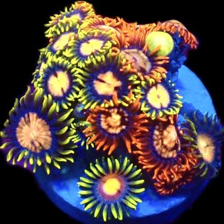 WYSIWYG  Zoanthid Frag C47