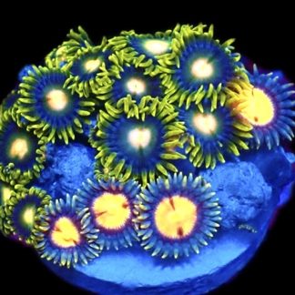 WYSIWYG  Zoanthid Frag C48