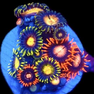 WYSIWYG  Zoanthid Frag C49