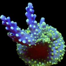 WYSIWYG 17H Purple Monster Acropora Frag