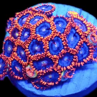 WYSIWYG  Zoanthid Frag C50