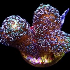 WYSIWYG 15C Purple Stylophora Milka