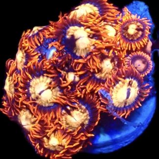 WYSIWYG  Zoanthid Frag C51
