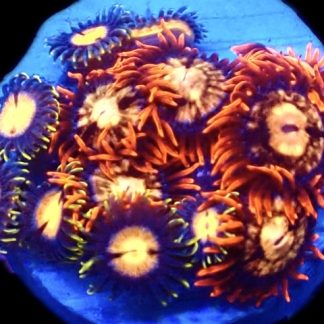 WYSIWYG  Zoanthid Frag C52