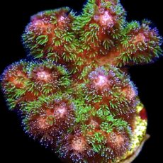 WYSIWYG 16B Amethyst Gem Pocillopora Frag