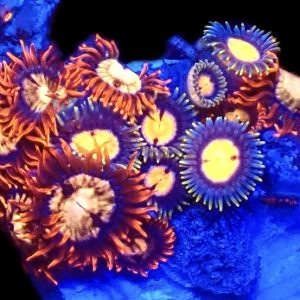 WYSIWYG  Zoanthid Frag C53