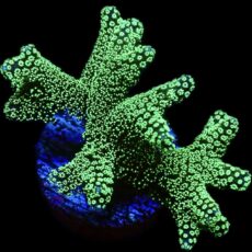 WYSIWYG 19B Super Bright Fibre Optic Seriatopora Frag Extra Large