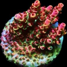 WYSIWYG 20F Bill Murray Acropora Frag