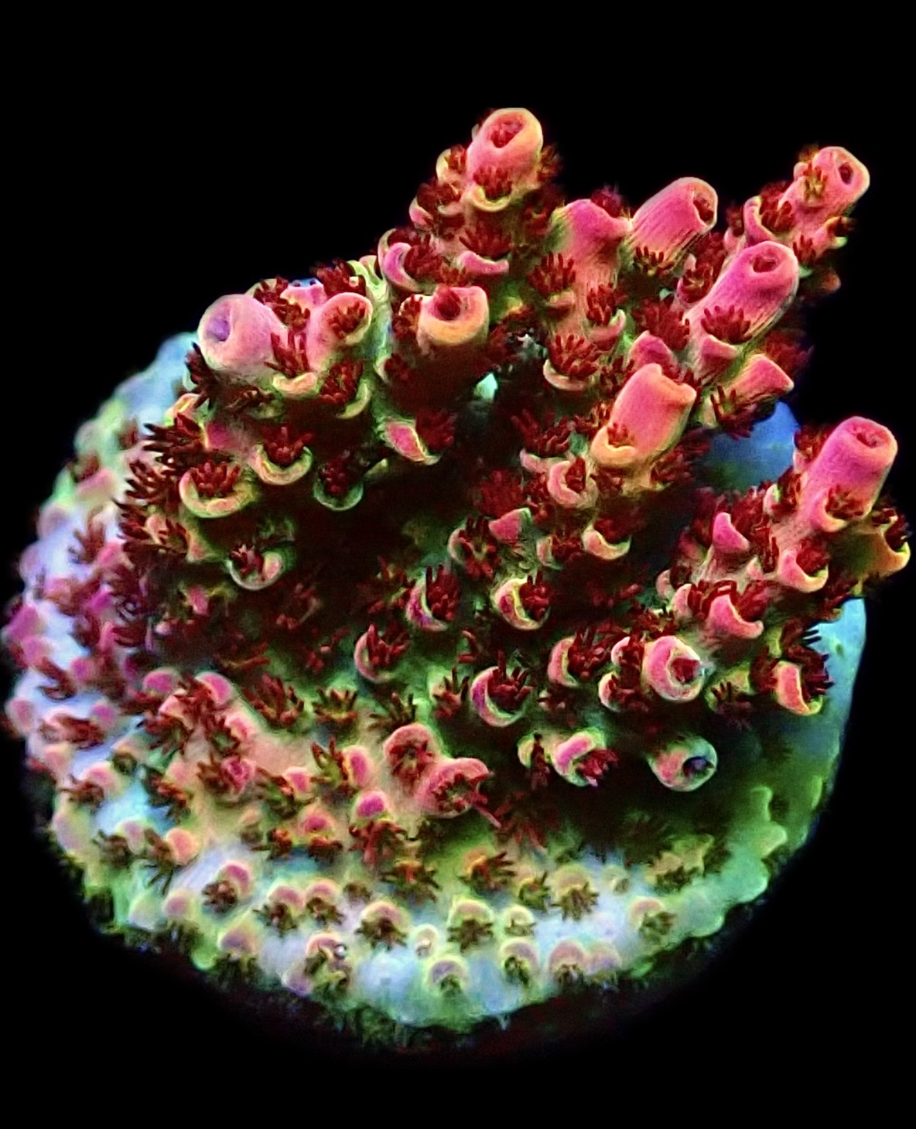 WYSIWYG 20F Bill Murray Acropora Frag