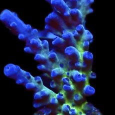 WYSIWYG 22D Electric Miyagi Tort Acropora Frag Large