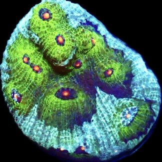 WYSIWYG 14L Avatar Chalice Large