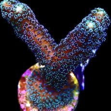 WYSIWYG 20K Purple Stylophora Milka