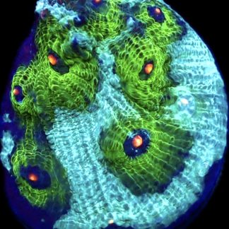 WYSIWYG 15L Avatar Chalice Large