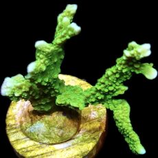 WYSIWYG 24B Elkhorn Montipora Frag Large