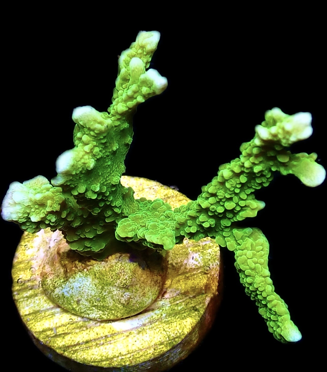 WYSIWYG 24B Elkhorn Montipora Frag Large