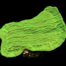 WYSIWYG 20A Toxic Lime Plating Montipora Frag