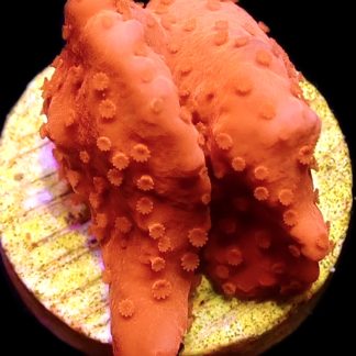 WYSIWYG 7H Red Montipora Setosa Frag