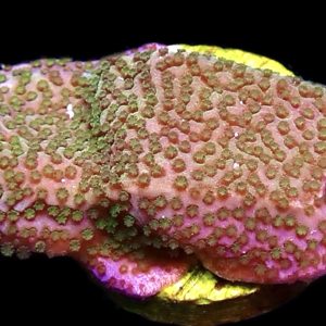 WYSIWYG 9A Pokerstar Montipora Frag